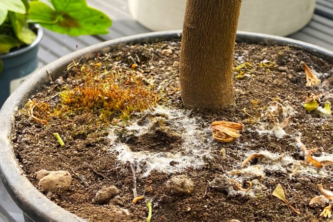 Close-up of white fluffy mold around the base of a lemon tree